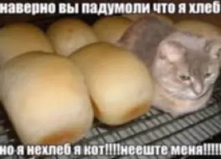 Кот притворился хлебом