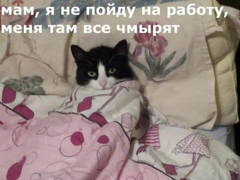 Кот не хочет на работу