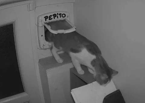 Cat Gets Stuck in Pepito Door
