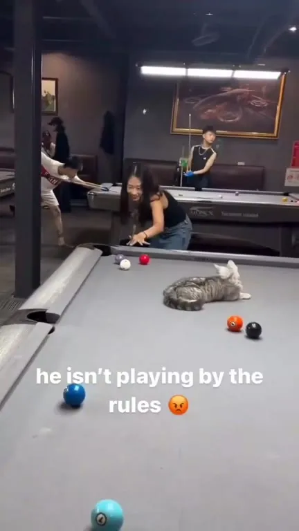 Cat Refuses to Follow Pool Rules