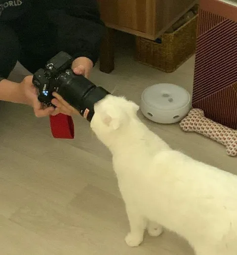 Кот фотографирует кота