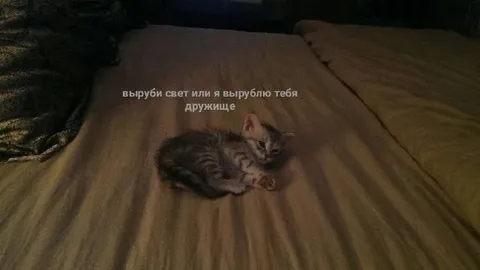 Кот требует выключить свет