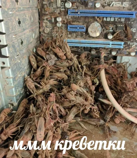 Мммм креветки в компьютере