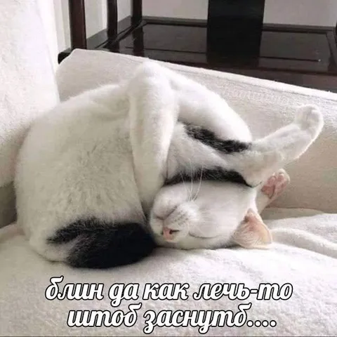 Кошки не могут заснуть