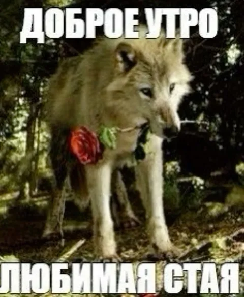 Доброе утро, любимая стая