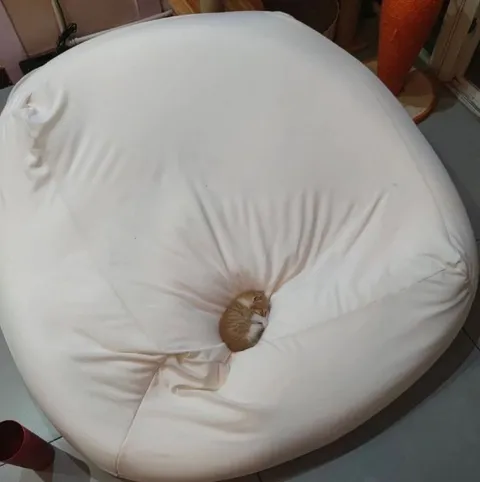 Котик утонул в подушке