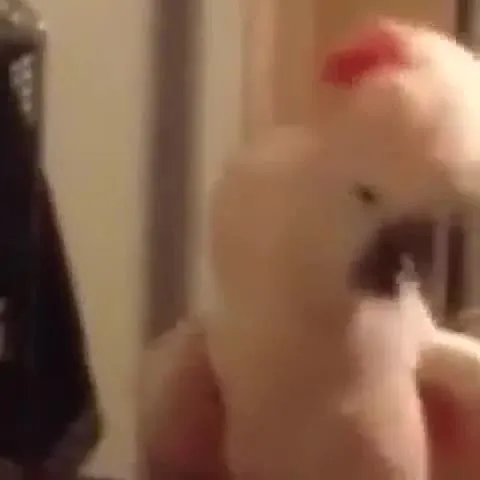 Танцующий белый попугай