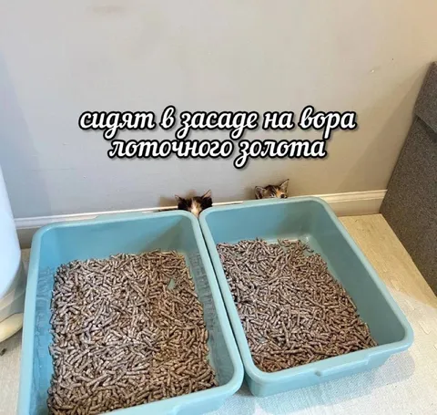 Коты в засаде на вора лоточного золота