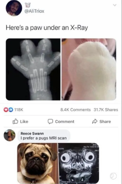 Paw Under an X-Ray