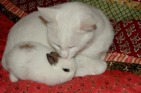 Кот обнимает кролика