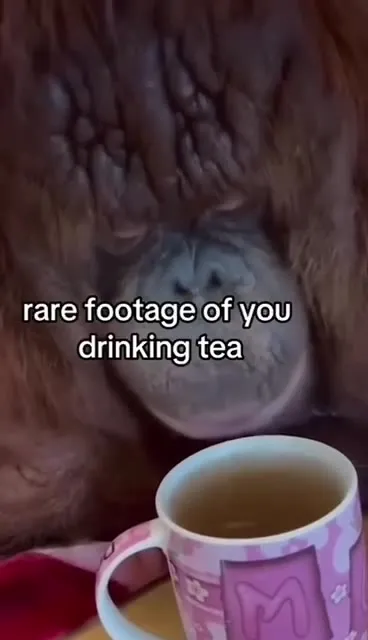 Rare Footage of You Drinking Tea