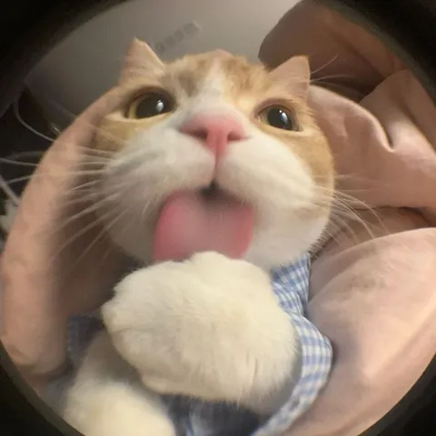 Кот показывает язык