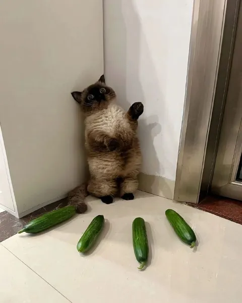 Кот проиграл огурцам