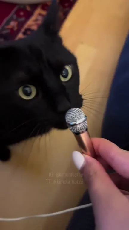 Кот поёт в микрофон