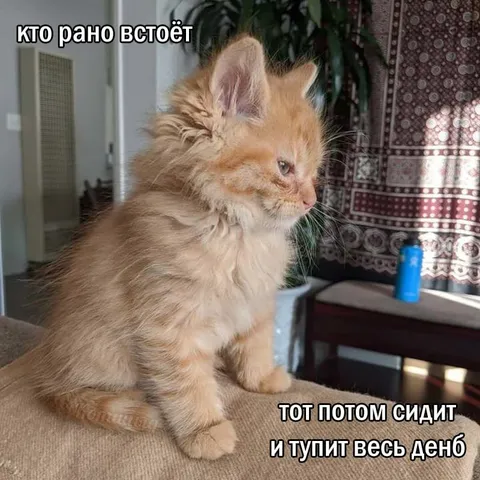 Кто рано встаёт
