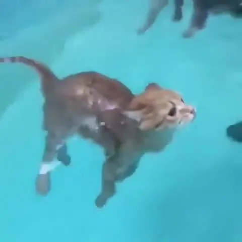 Кот плывёт под Surf