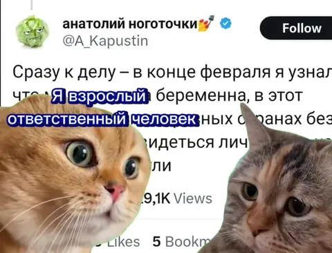 Коты осуждают взрослое решение