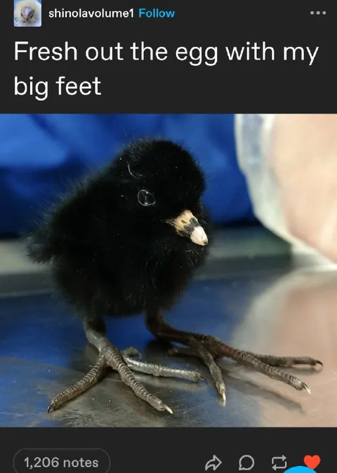 Fresh Out of the Egg