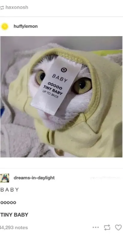 Tiny Baby Cat Up to 30 Kgs