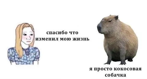 Кокосовая собачка изменила жизнь