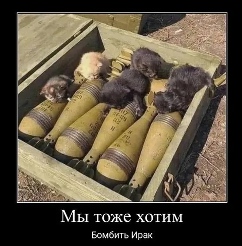 Котята хотят бомбить Ирак