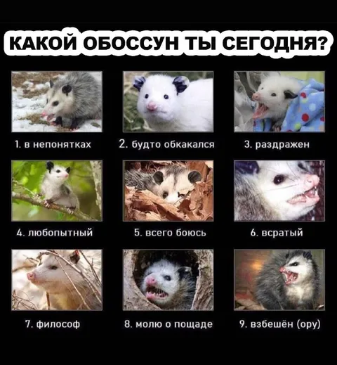 Какой обоссун ты сегодня