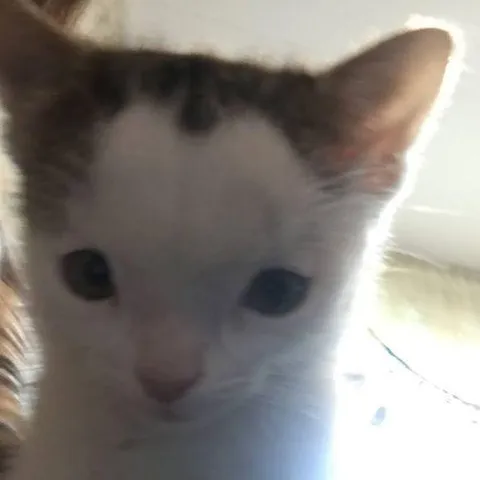 Кот смотрит в камеру