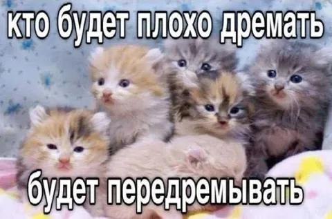Котята будут передремывать