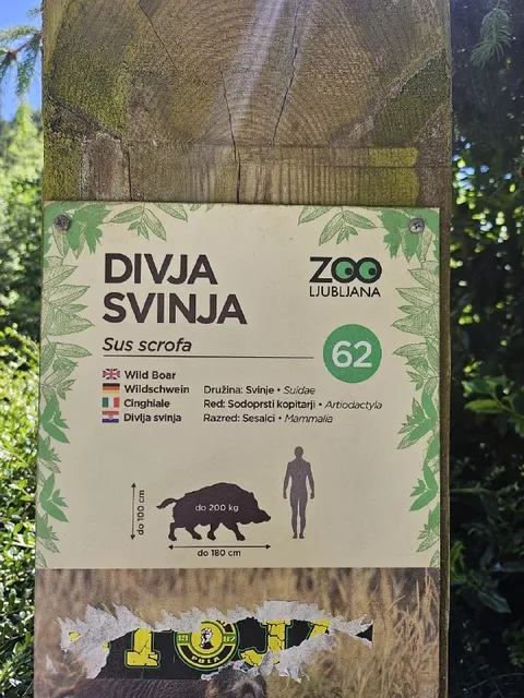 Divja svinja v živalskem vrtu