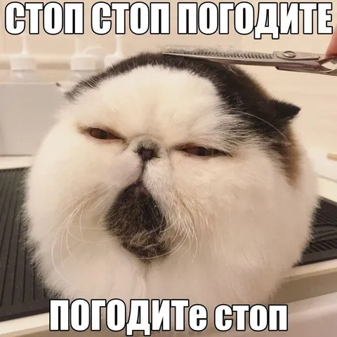 Кот просит остановиться