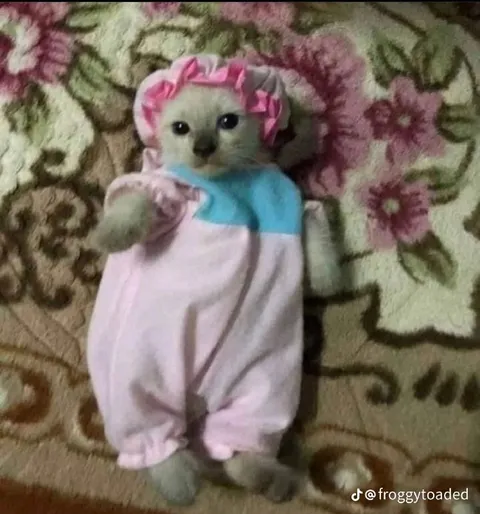 Котёнок в кукольном платье