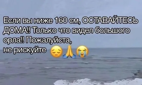 Большой орёл у берега