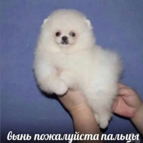 Вынь пальцы из шерсти