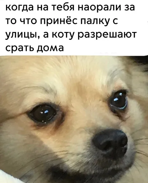 Щенок, которому всё запретили
