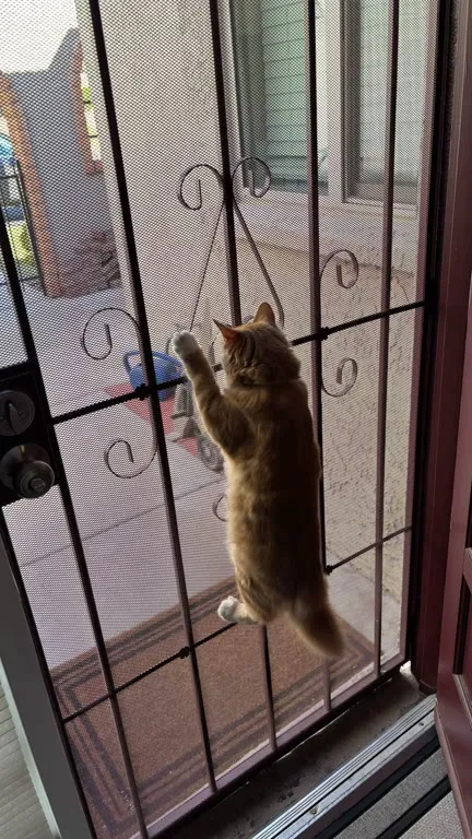 Cat Opens the Door