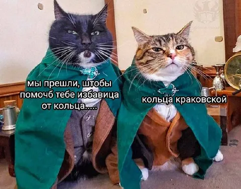 Коты и кольцо Краковской