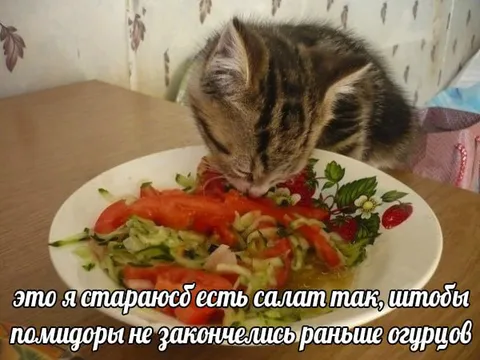 Кот ест салат по частям