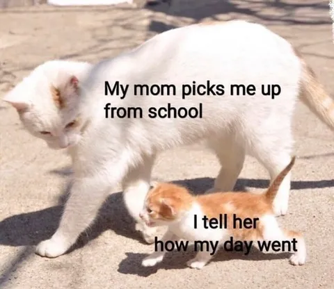 Kitten Tells Mom About His Day