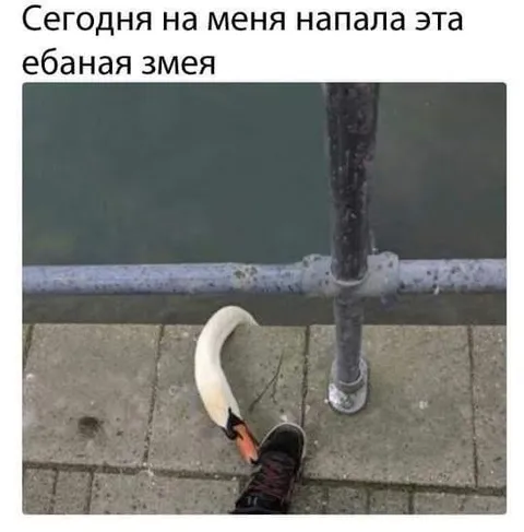 Ебаная змея напала на меня