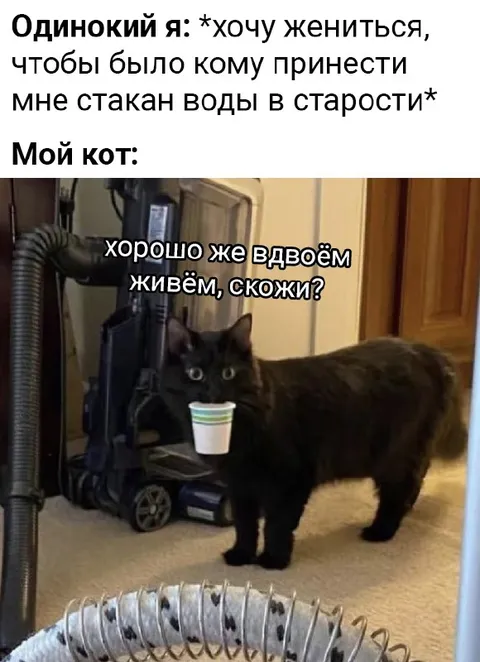 Кот не хочет быть один