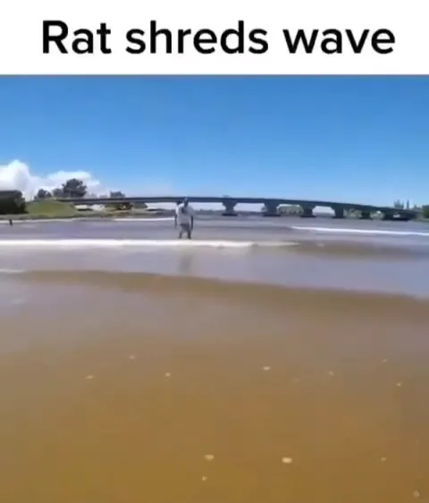 Rat Shreds a Wave