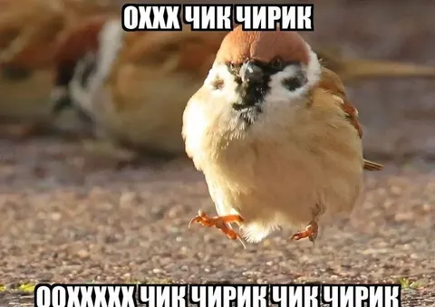 Чик-чирик воробья