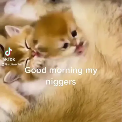 Good Morning Kittens