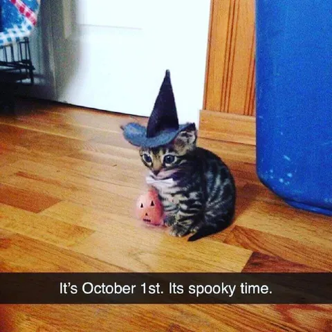 Spooky October Cat
