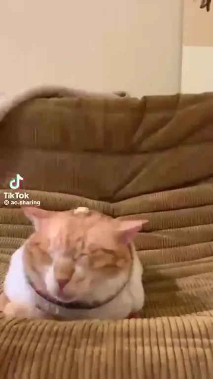 Кот с печеньем на голове