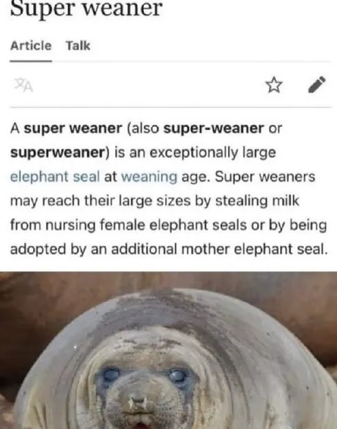 Super Weaner Elephant Seal
