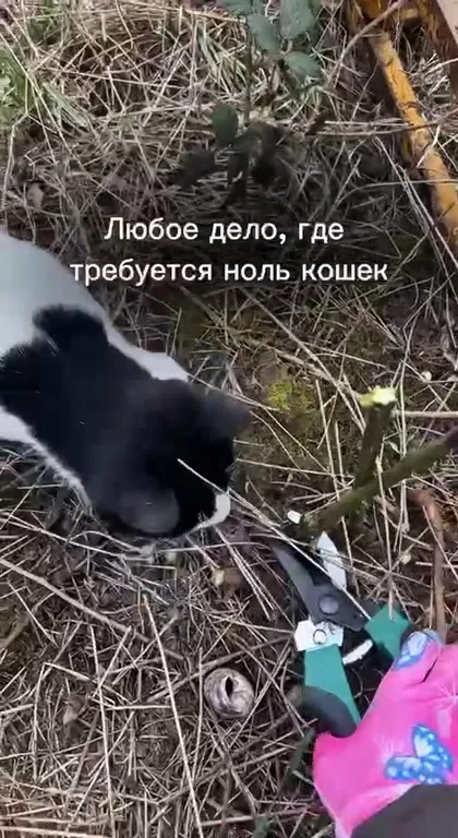 Кот лезет в любое дело