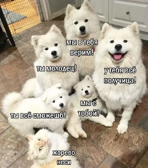 Пушистая команда поддержки
