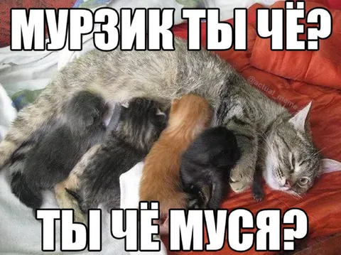 Мурзик и Муся в шоке