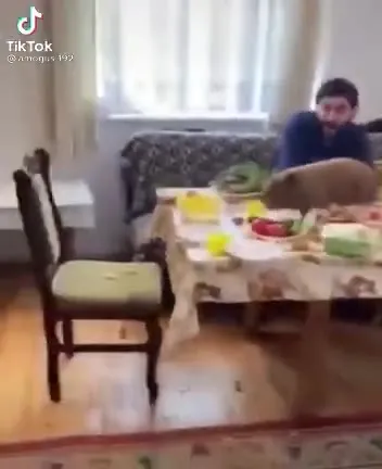 Крыса устроила пиршество